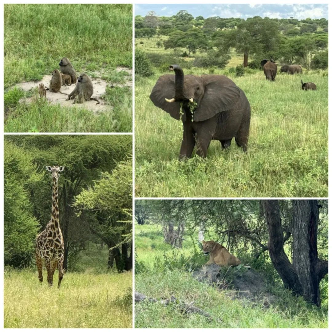 记坦桑尼亚之行 - Tanzania Trip